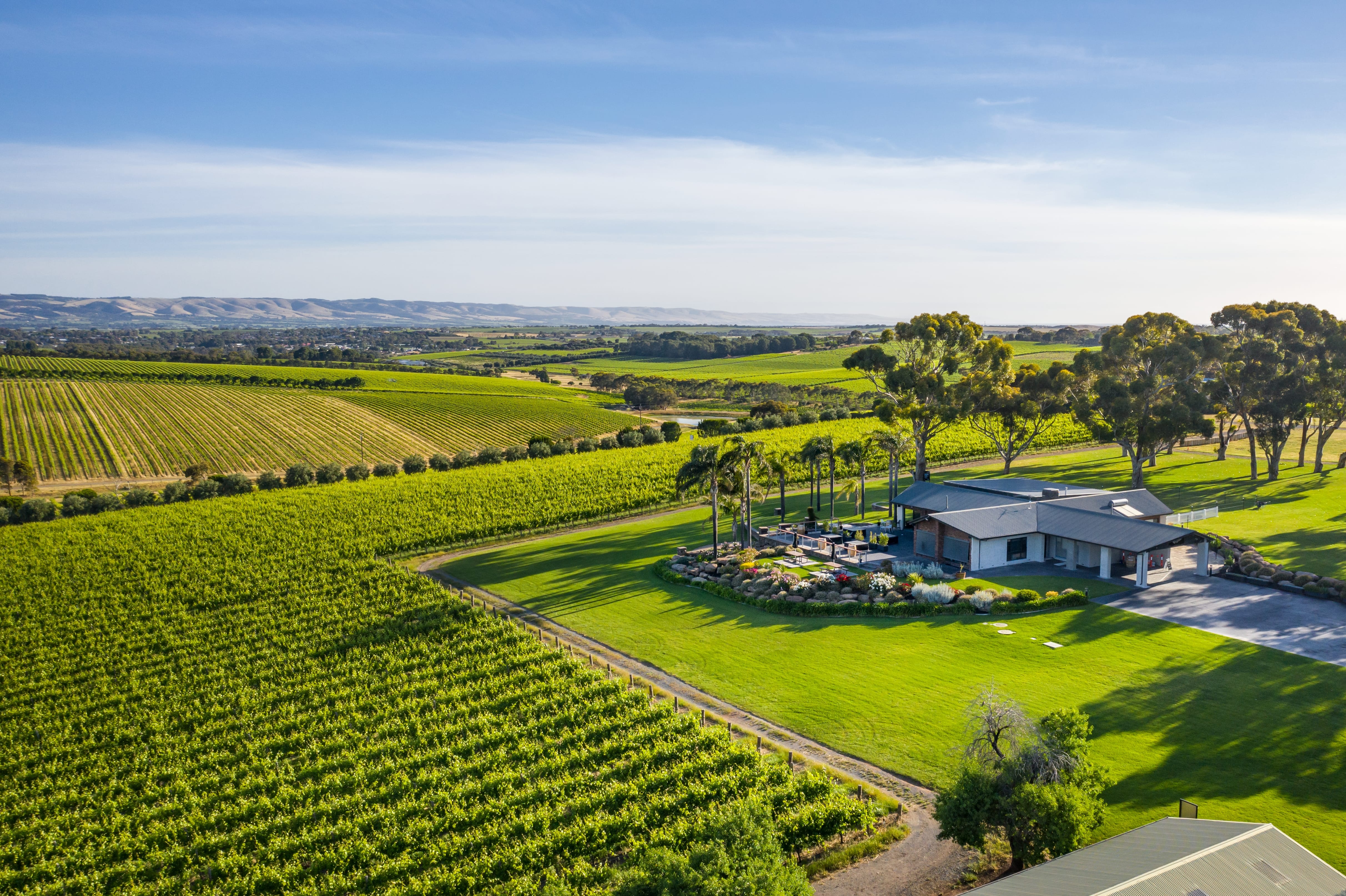 Vineyard and house